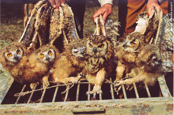 Country diary: Purest owl pellet of the highest quality, Birds